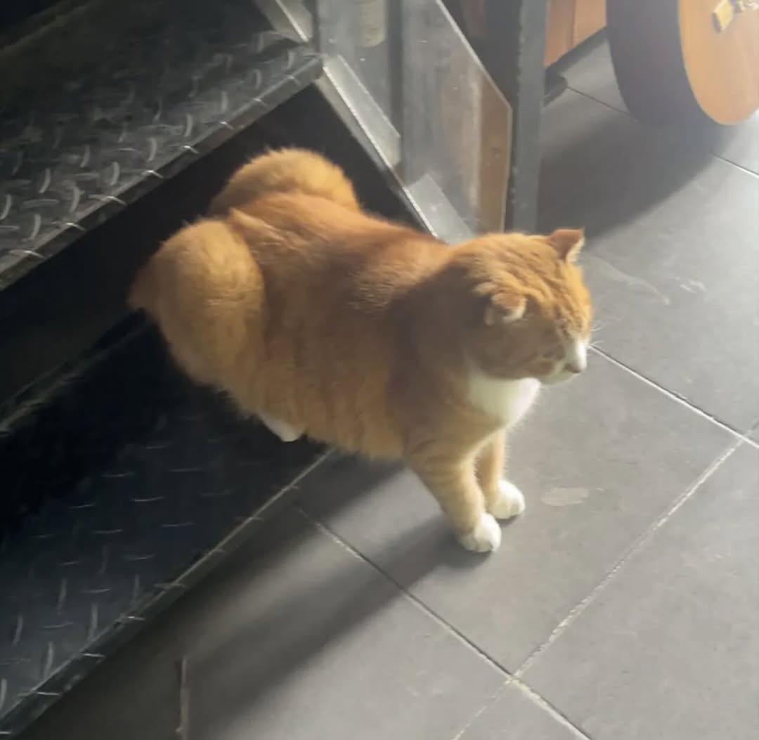 もふもふ動画 tweet media