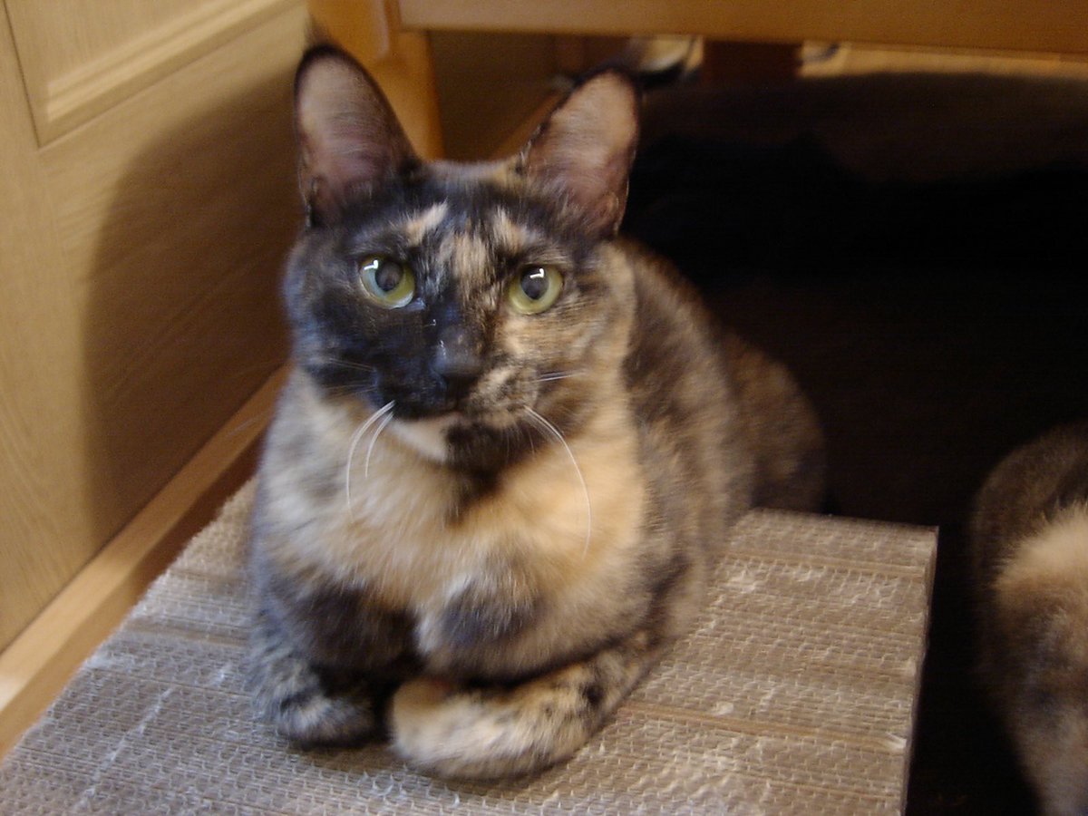 The Mayflowers tweet media