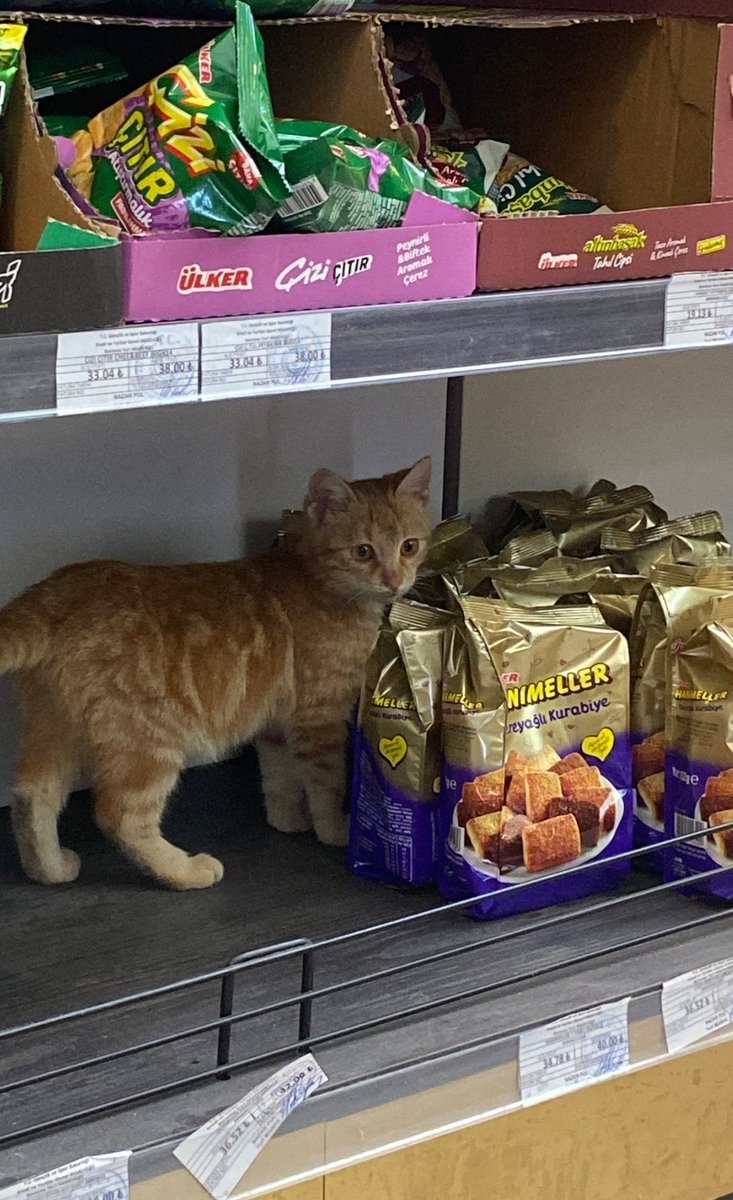 Yağmur Gökçe tweet media