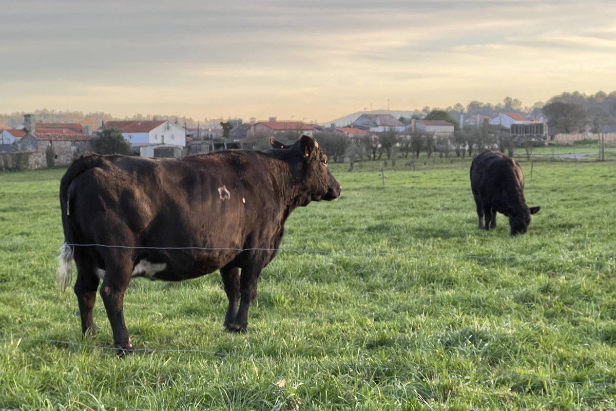 Xunta de Galicia tweet media