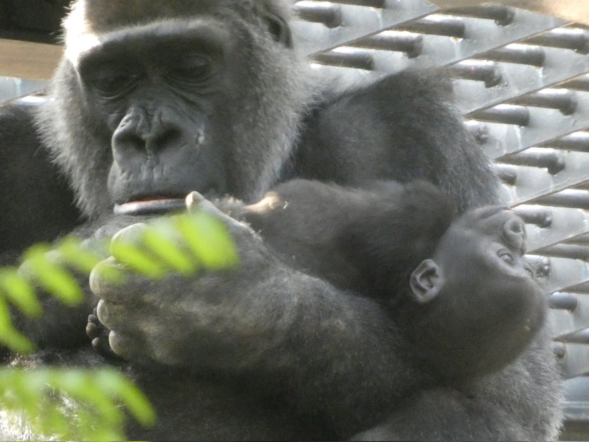 🦍ひなゴリ🦍 (@gorilove1020) / Posts / X