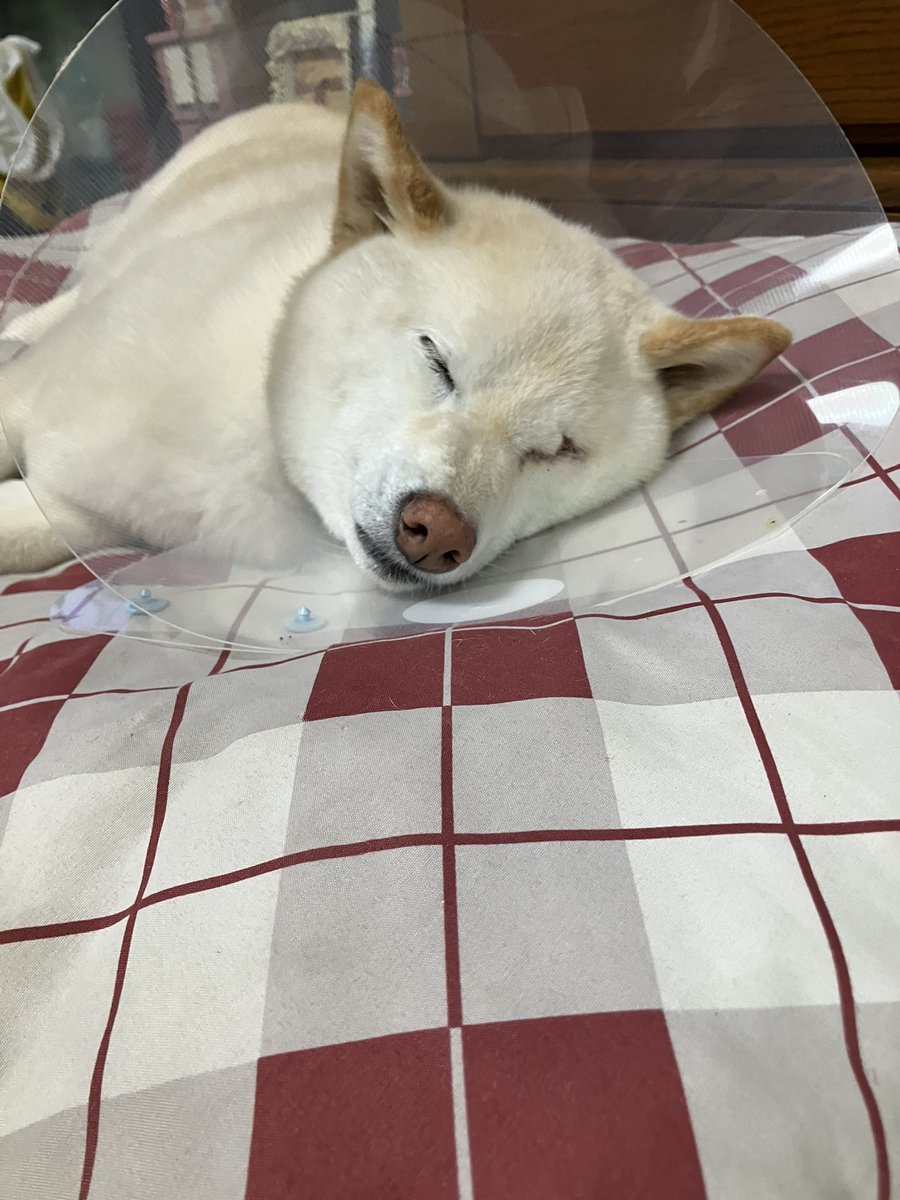 サイトウ tweet media