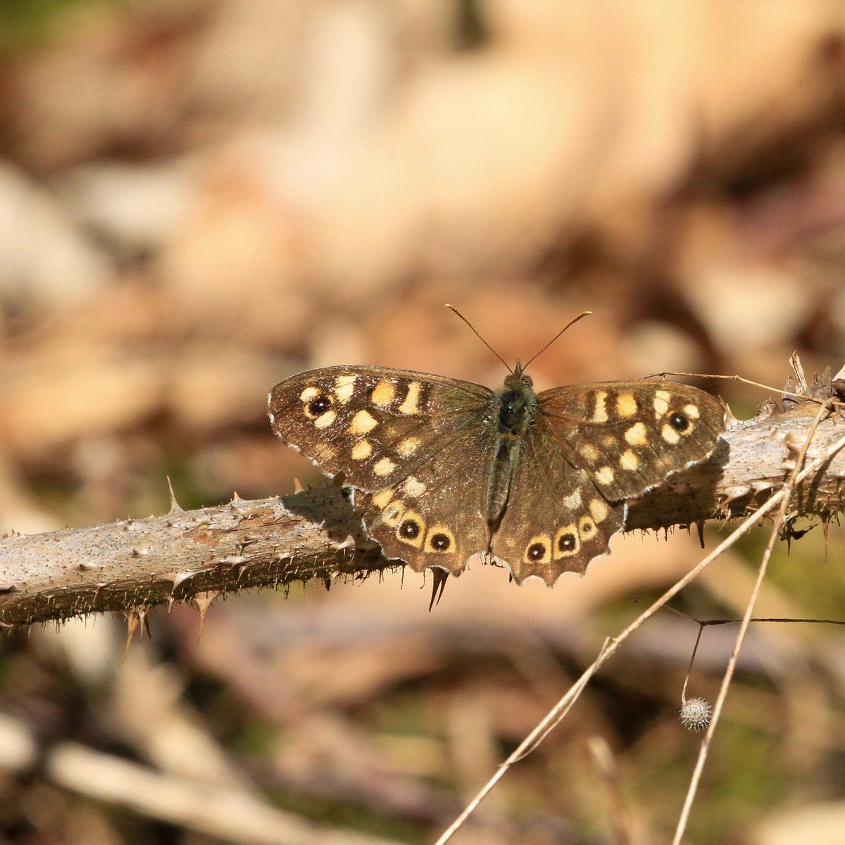 smdavies67's tweet image. Freshly emerged speckled wood #butterflies are filling the woodland rides and glades just now, while the occasional elderly, slightly scraggy peacock #butterfly has reappeared after winter hibernation to feed and breed before they die.

#eastlothian #woodlands