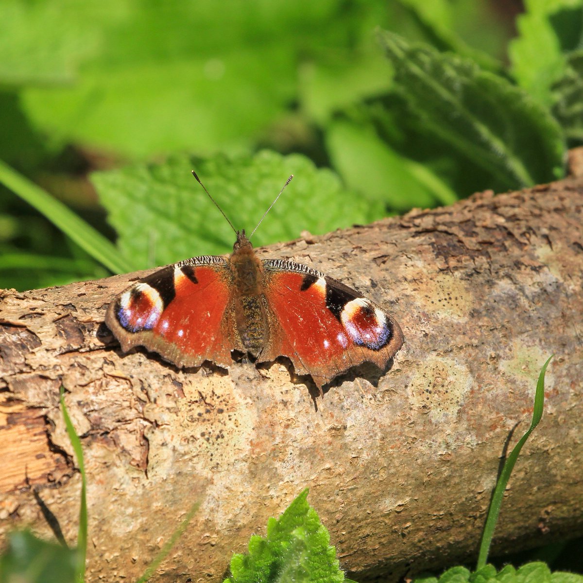 smdavies67's tweet image. Freshly emerged speckled wood #butterflies are filling the woodland rides and glades just now, while the occasional elderly, slightly scraggy peacock #butterfly has reappeared after winter hibernation to feed and breed before they die.

#eastlothian #woodlands