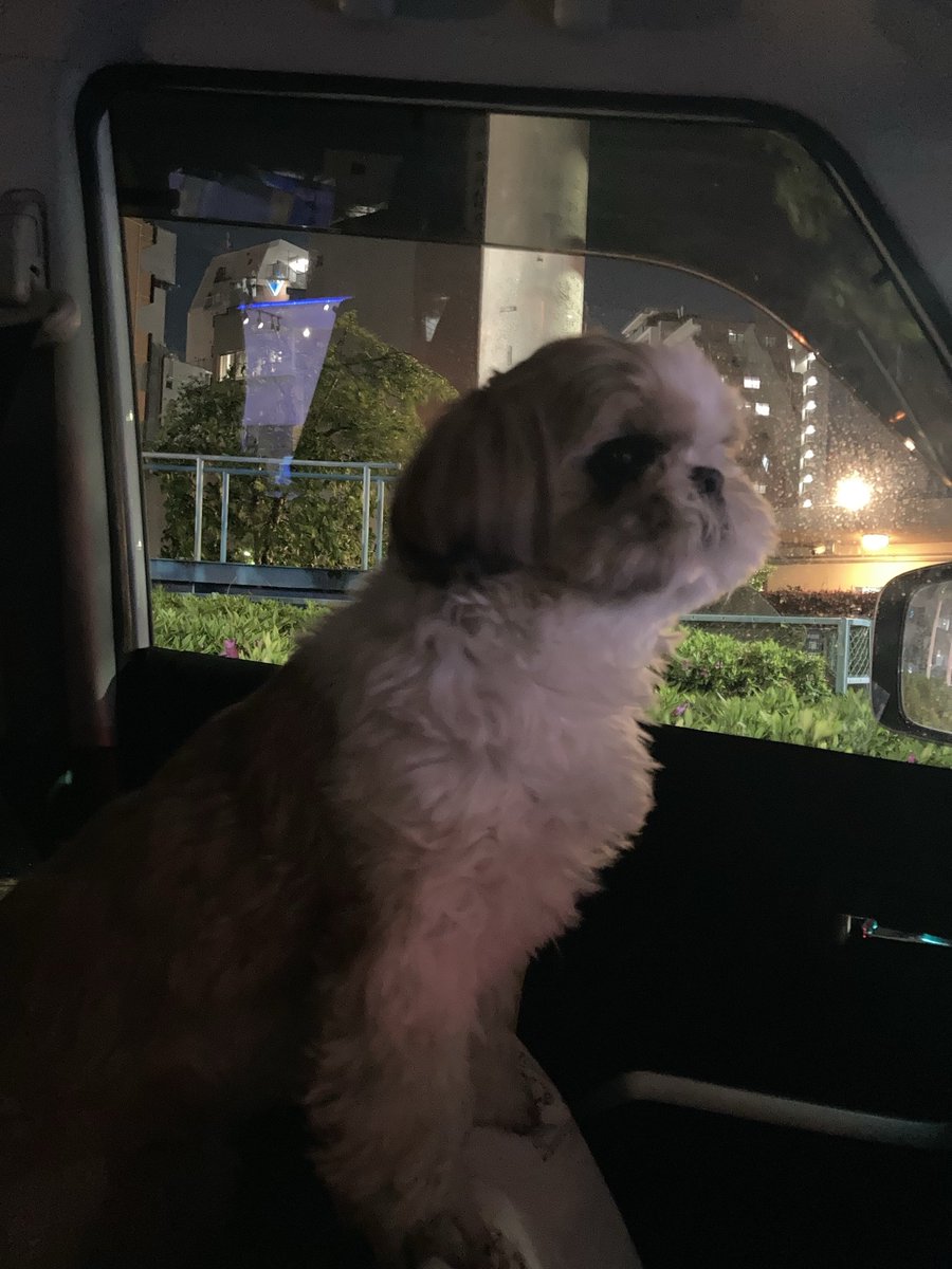 ウメスケ tweet media