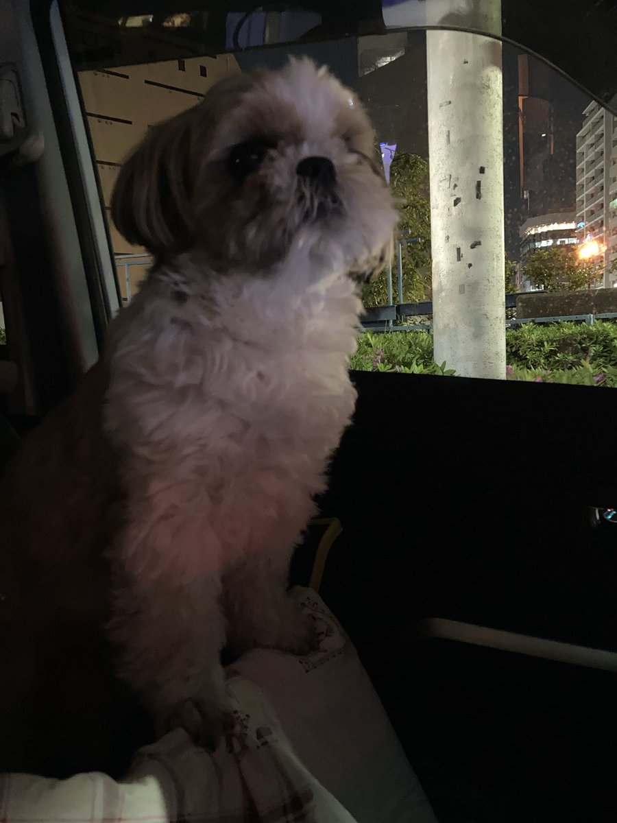 ウメスケ tweet media