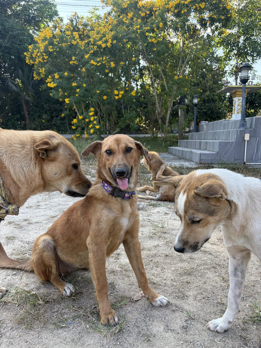 พี่ฉลามสามนาที 🪬 tweet media