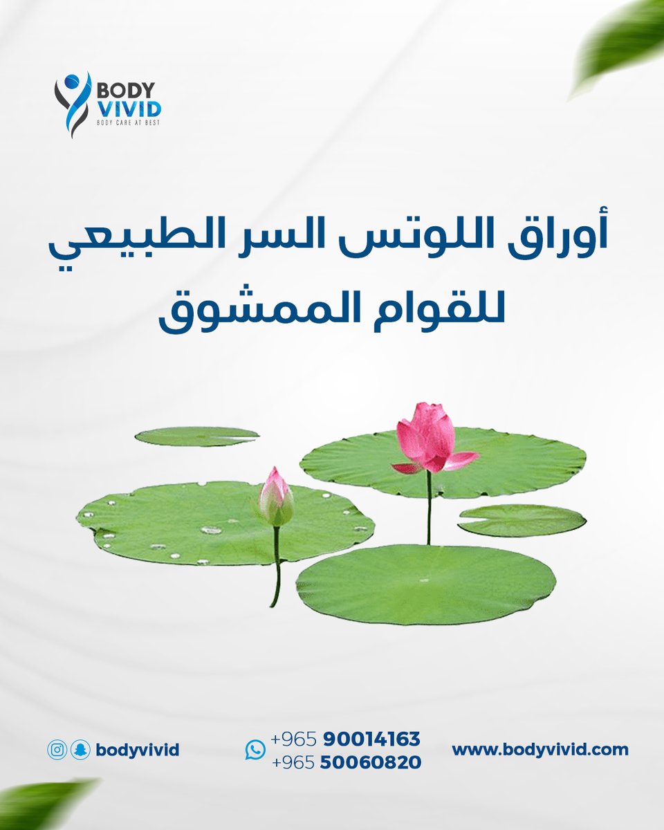 BodyVivid's tweet photo. أوراق اللوتس.. السر الطبيعي للقوام الممشوق https://t.co/fEfyGIHvDs