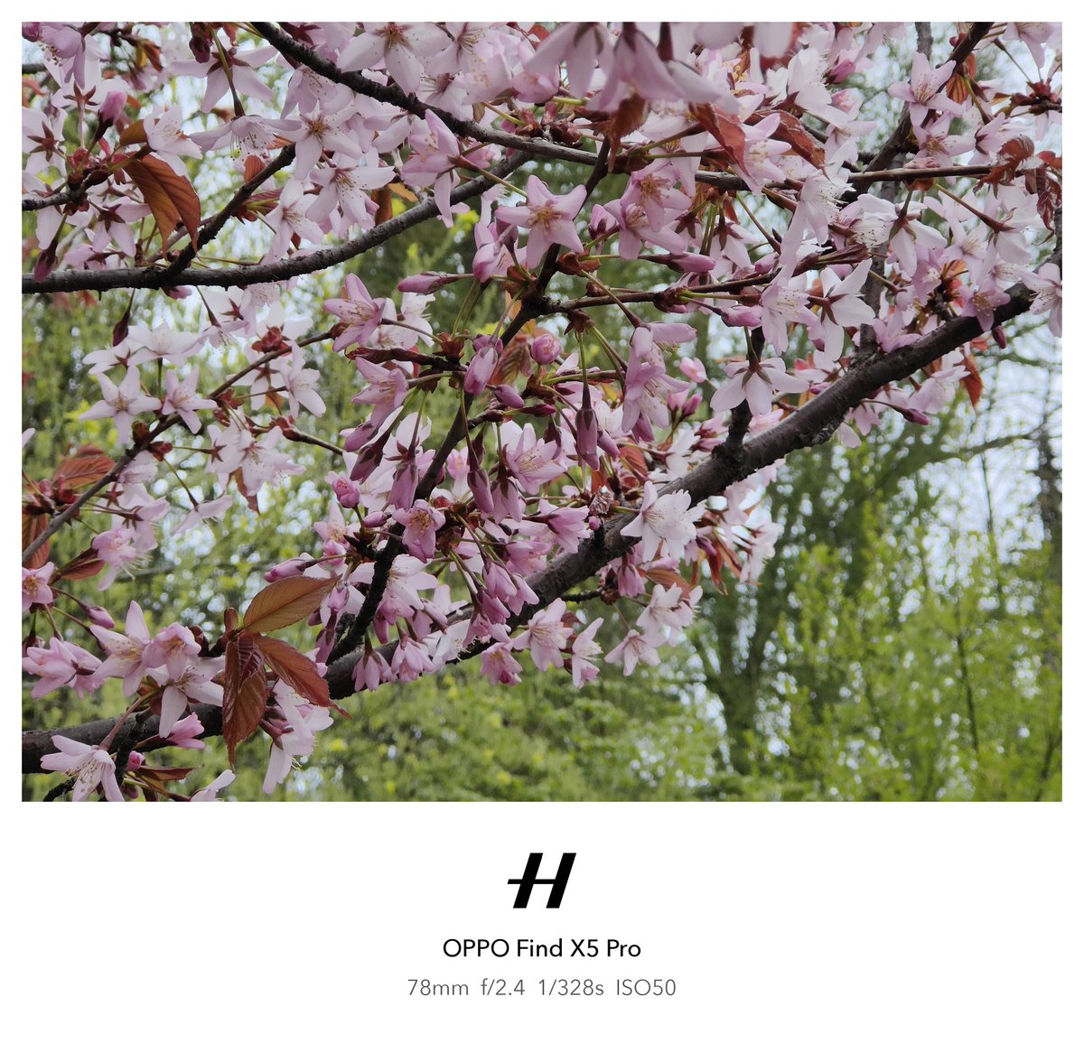 Dimitri_KH's tweet image. This is exactly why I love spring, sakura 🌸📸 Old Find X5 Pro still does the job. Oh, I can't imagine how this would look on #OPPOFindX9Ultra 
#ShotOnSnapdragon