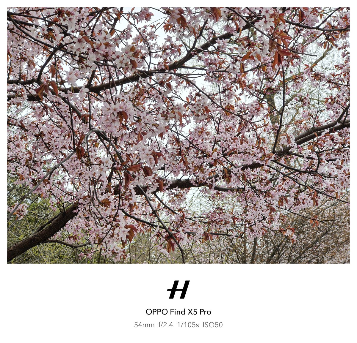 Dimitri_KH's tweet image. This is exactly why I love spring, sakura 🌸📸 Old Find X5 Pro still does the job. Oh, I can't imagine how this would look on #OPPOFindX9Ultra 
#ShotOnSnapdragon