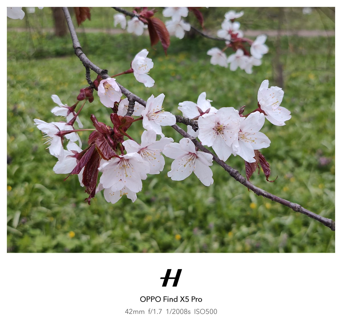 Dimitri_KH's tweet image. This is exactly why I love spring, sakura 🌸📸 Old Find X5 Pro still does the job. Oh, I can't imagine how this would look on #OPPOFindX9Ultra 
#ShotOnSnapdragon