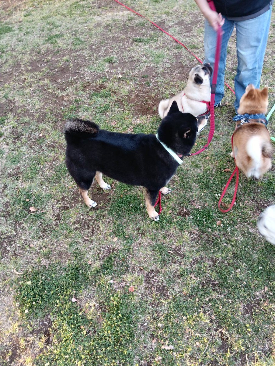 プシュッ、僕あと3個寝たら2歳のお兄さんなんですよ。

#パグ