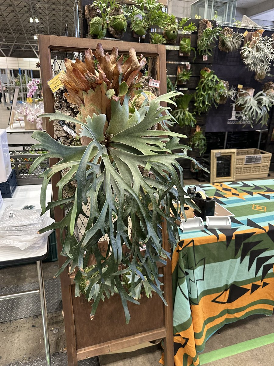 ROSSO PLANTS 【ビカクシダ専門店】 tweet media