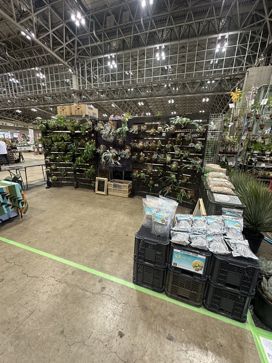 ROSSO PLANTS 【ビカクシダ専門店】 tweet media