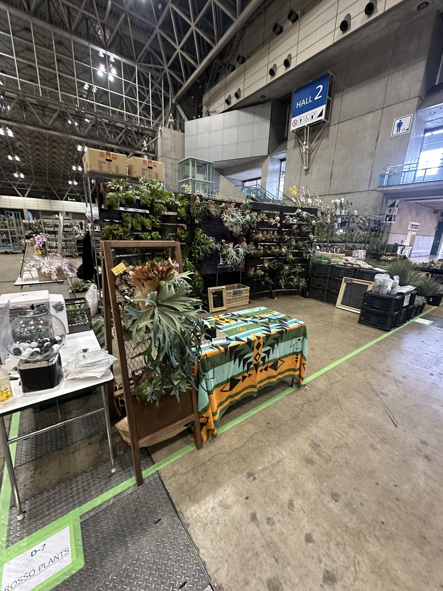 ROSSO PLANTS 【ビカクシダ専門店】 tweet media
