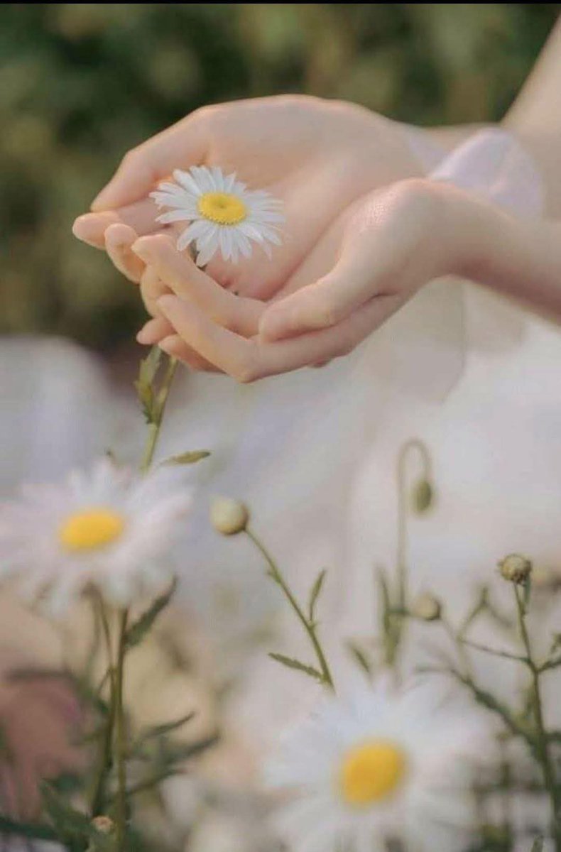 سحر ملک🦋👑 tweet media