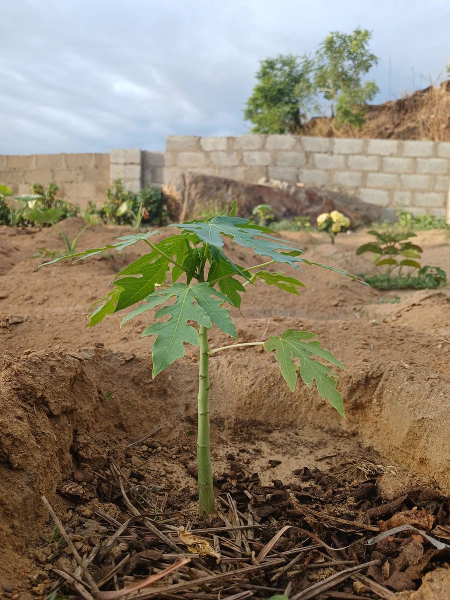 AGRONOMME 🇷🇼 tweet media