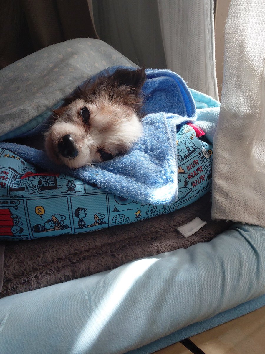 sHIsmoR0OA7997's tweet photo. 令和8年4月27日…
ハッピー
犬種　パピヨン　♂️
16歳3ヶ月17日
虹の橋を渡りました…😢
ずっと私の側を離れず家族の事を
そっと見守ってくれるイケオジになり
目が見えなくても頑張って生きてく
ハッピーの命は本当に大切な家族以上の幸せを与えてくれました。
16年3ヶ月17日の犬生…ありがと😭 https://t.co/ktff2oHDj0