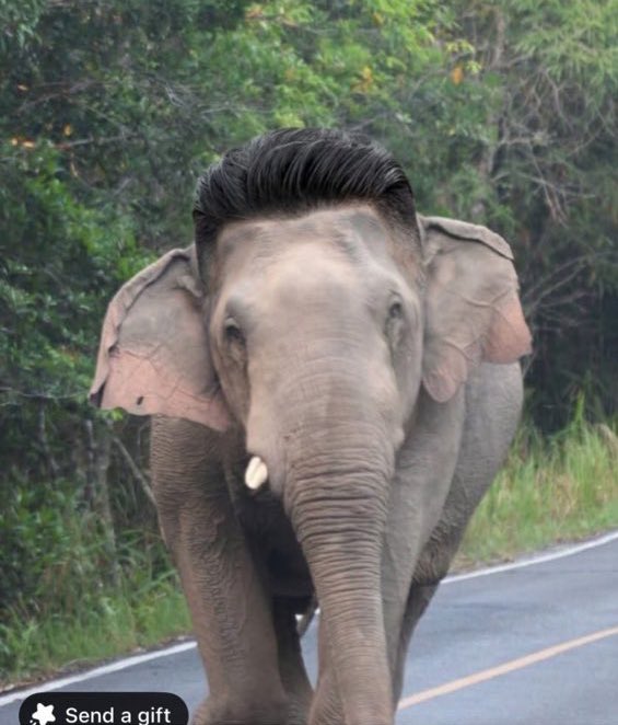 norsoryorlor tweet media