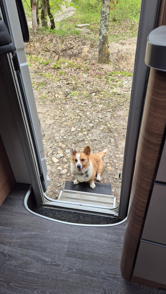 RuePup's tweet image. The struggle is real when you have little stumpers #vanlife #throwback #corgi