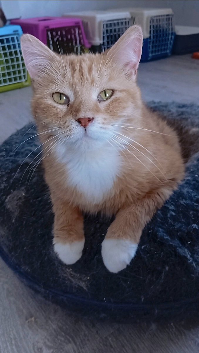 Elena Mikhailova tweet media