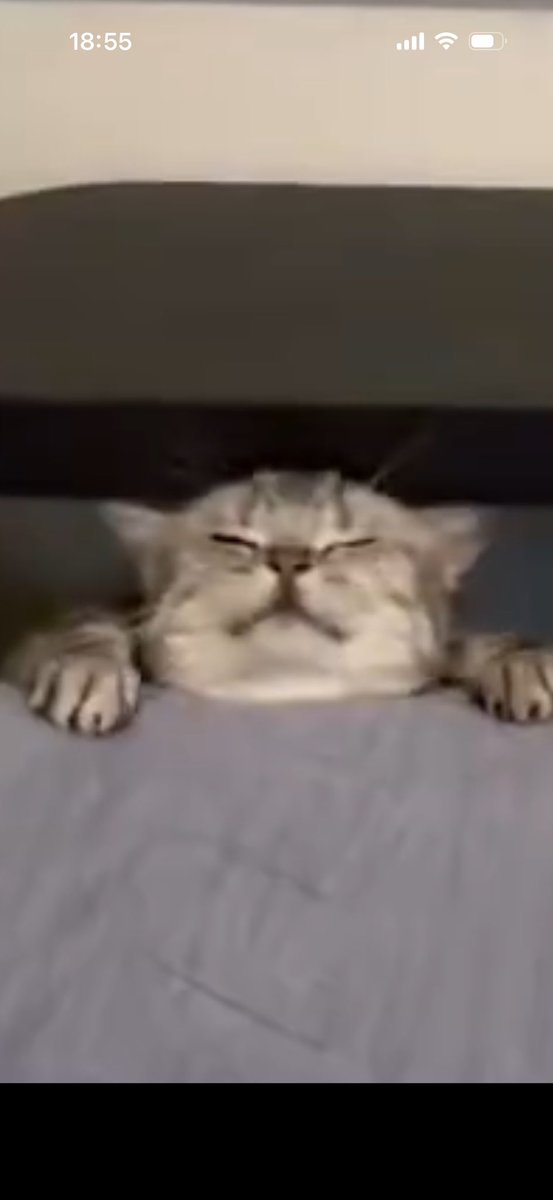 ひれにく tweet media