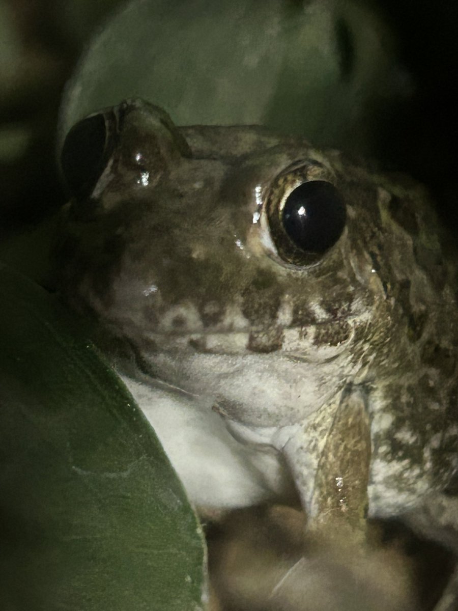 チャコ🐟🐸 tweet media