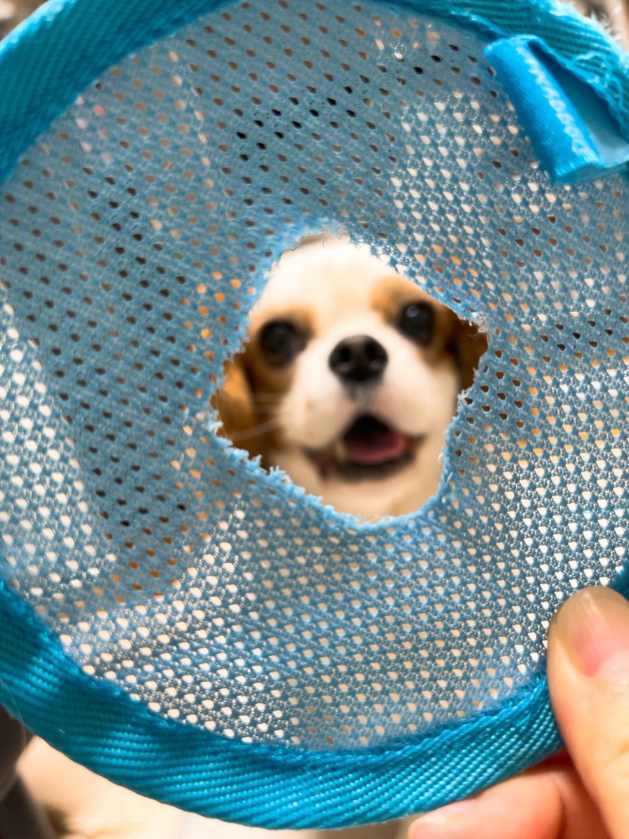 ゆり🐶飼い主（妻） tweet media