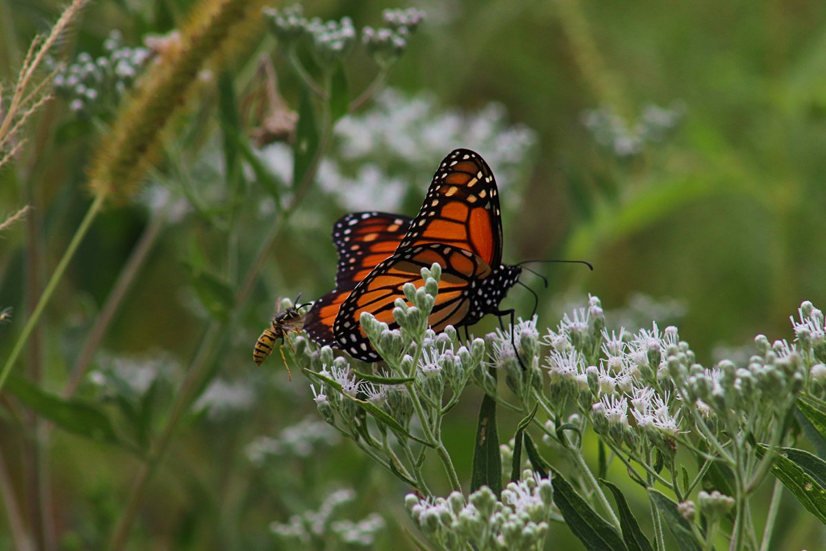Klippy27's tweet image. Bee and butterfly. Taken September, 2025.

#bee #butterfly #toledobotanicalgarden #photography #photographer #outdoorphotography #naturephotography #northwestohiophotography #ShootinThe419 #KlipPics #picoftheday
