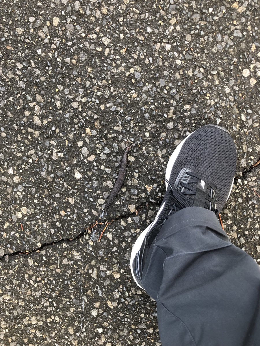 doilkun2's tweet photo. 今朝遭遇した過去1でかいナメクジさん https://t.co/LOa8myigPf