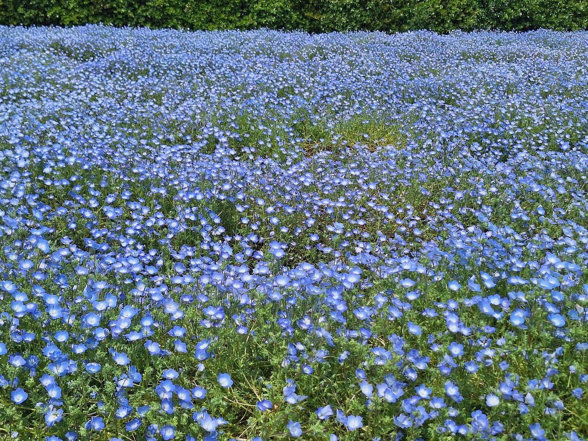 かーちん tweet media