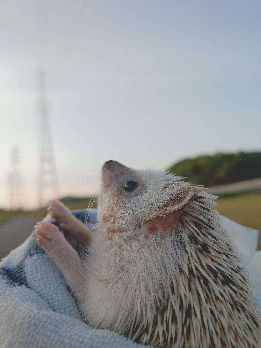 nekoten201's tweet image. ねこさん「お空…今日は見れた✨」