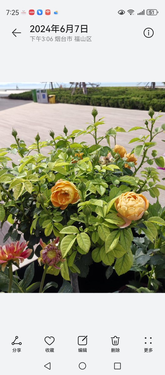 Julie Volkmann tweet media