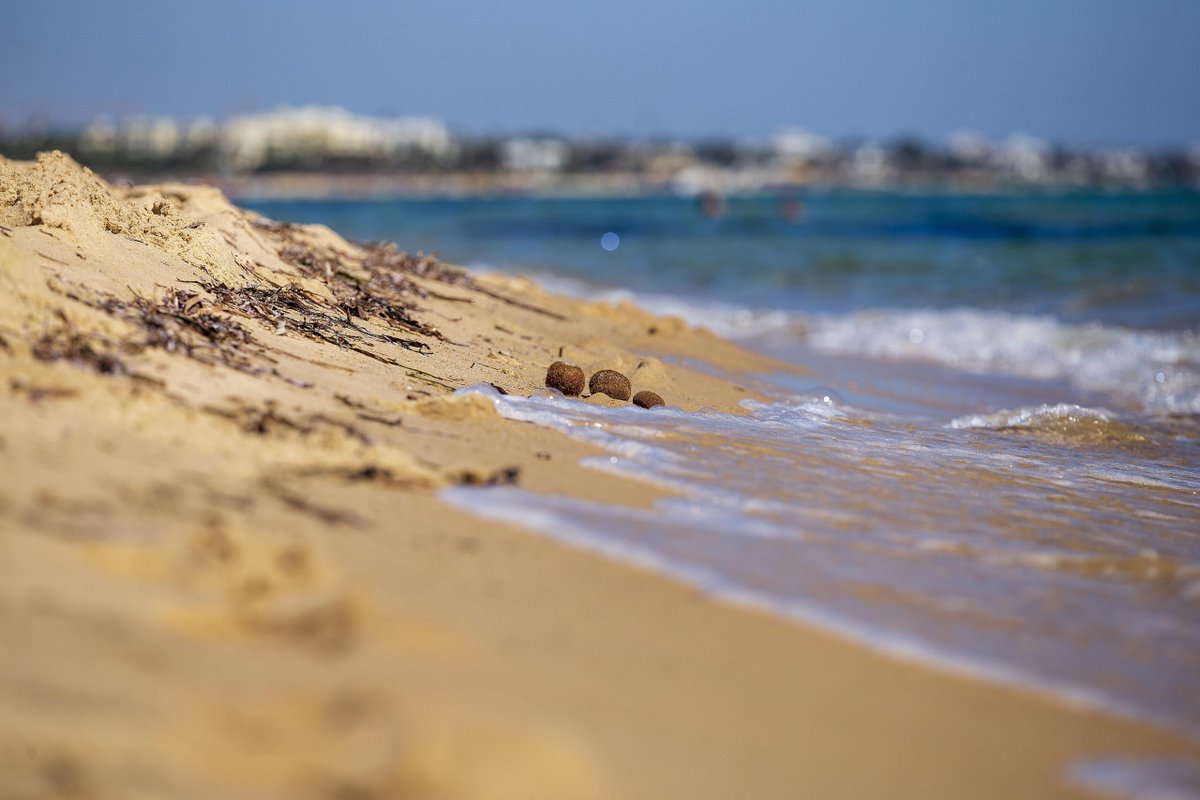 SEO/BirdLife tweet media