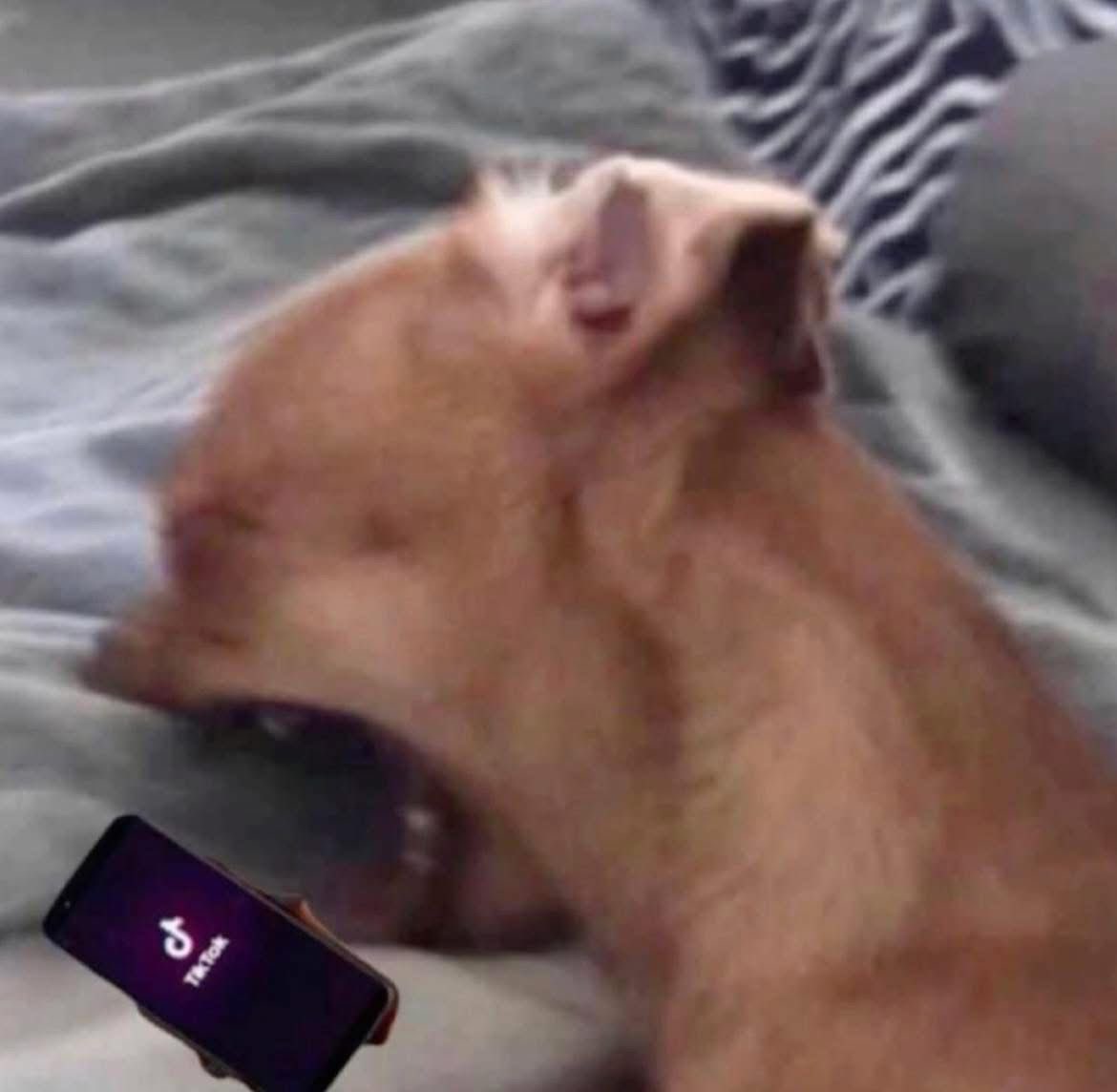 Me at 3:00 am reading tik toks comments trying my best not to laugh😭……..