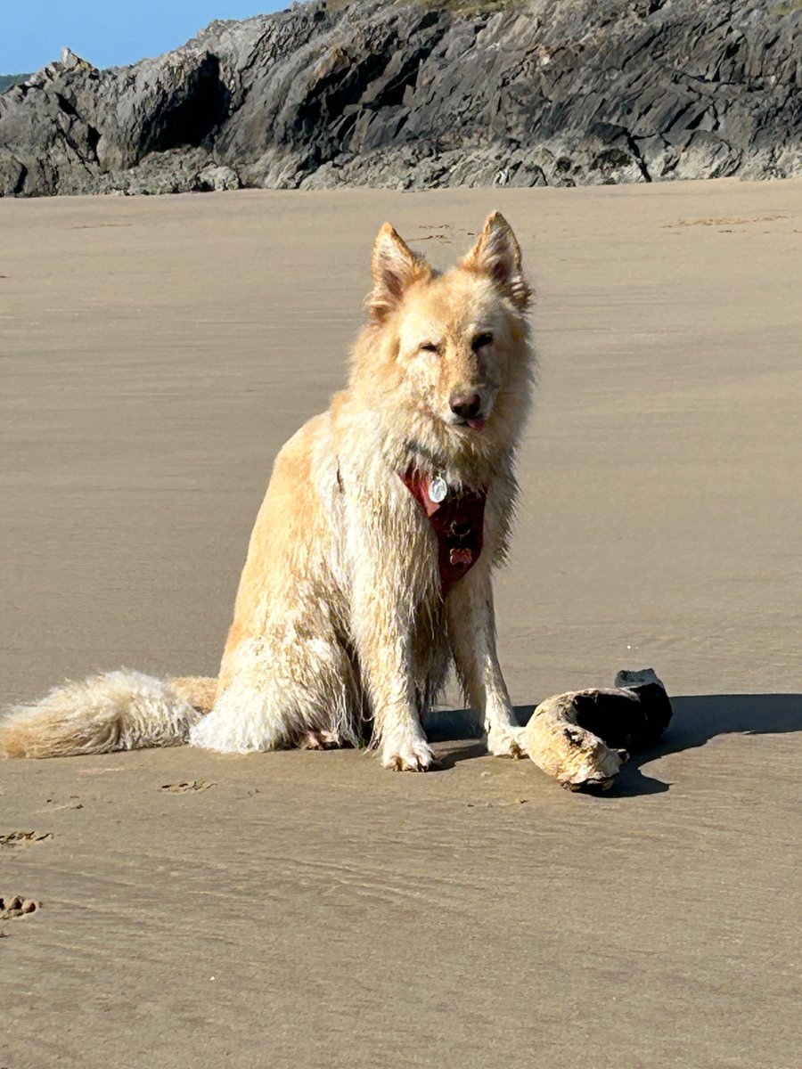 boatypat's tweet image. We have a tiny #tongueouttuesday .. taken yesterday cos today’s out n about is not gonna happen anytime soon #gsd #dogsoftwitter