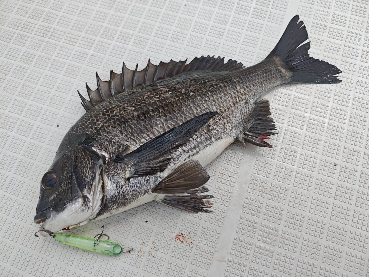 Taka_icfc's tweet photo. プラグ調査でトップまで浮ききらない黒鯛をカラシSSでレンジ入れて誘い出したり深場の港湾でも釣れるシンカーチューンのクランキングだったり実のある調査でした
 #Megabass  #OROCHIX10  #カラシSW  #ixishad  #pr https://t.co/nlrDtvAO8a