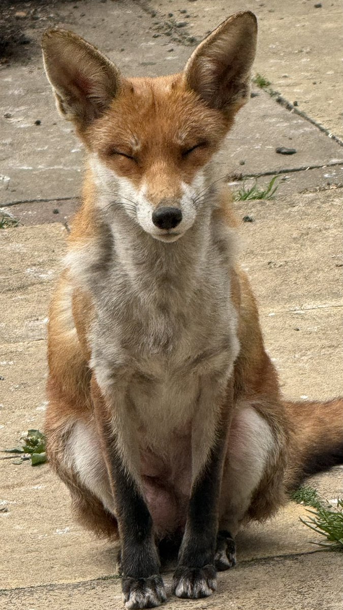 DDCrochetDesign's tweet image. Beautiful Little Vixen 🦊

I’m so happy to see her doing well ☺️

#fox #foxes #zen #enlightenment #wildlife #animal #foxoftheday #nature