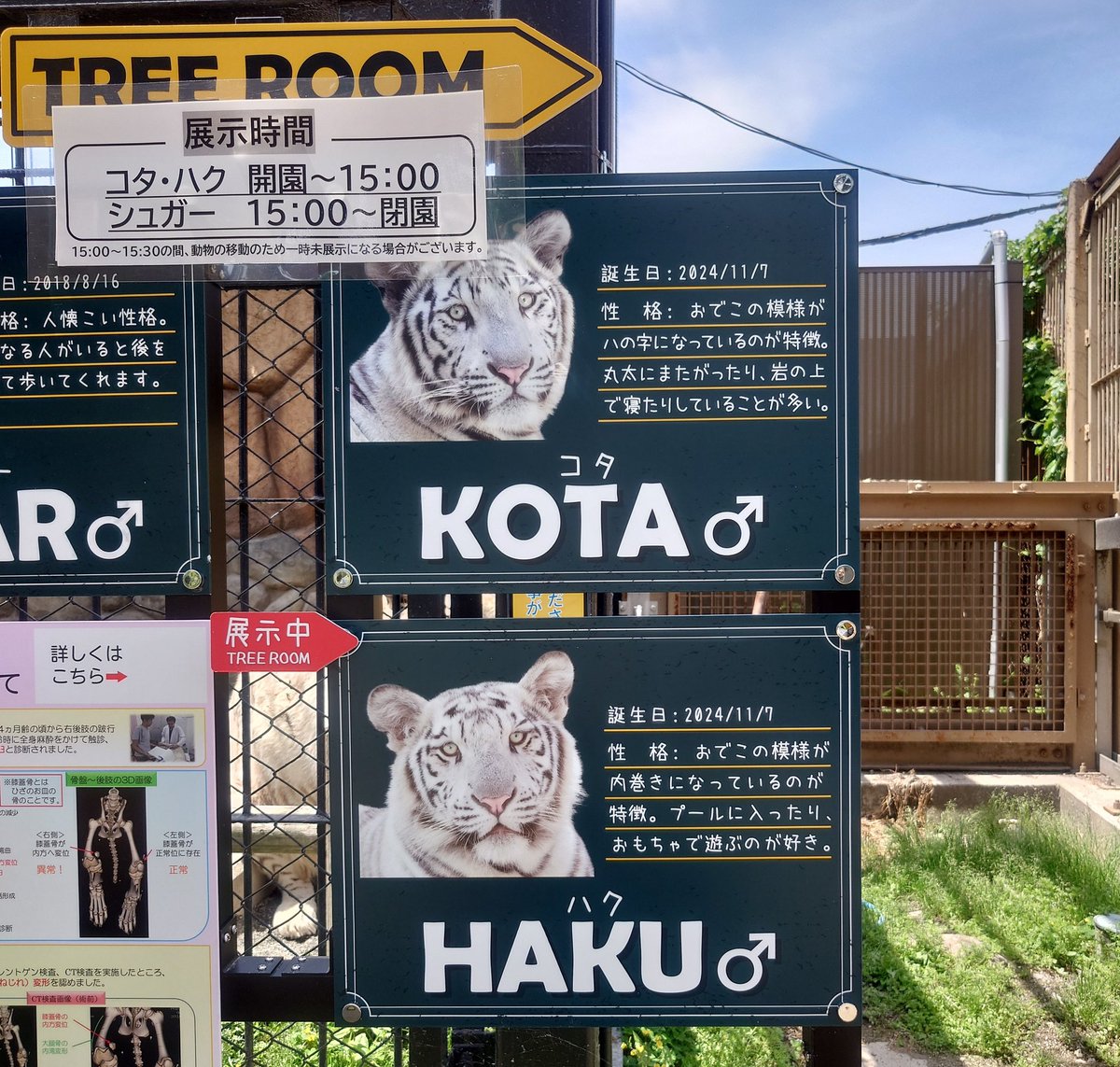 松田　扇 tweet media