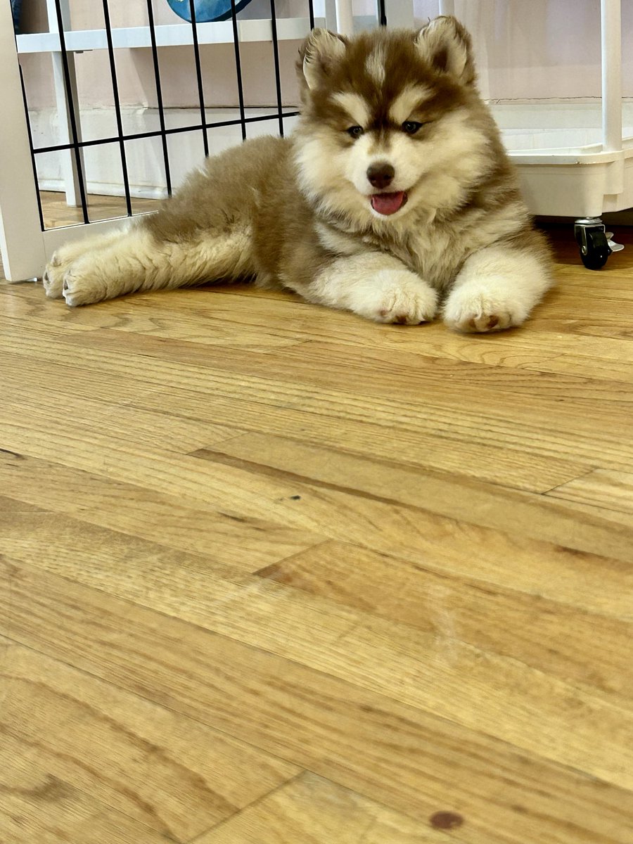 CountryReins's tweet image. If you’ve ever wondered just how much fun puppy yoga can be… Trust me, you won’t regret it.  🐶✨ #yoga #puppies #weekendadventures