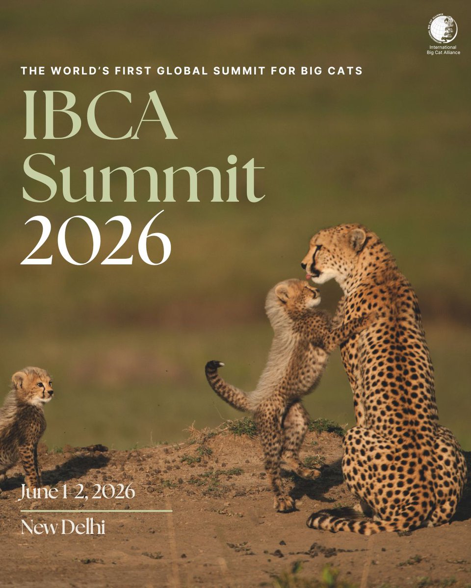 International Big Cat Alliance (IBCA) tweet media