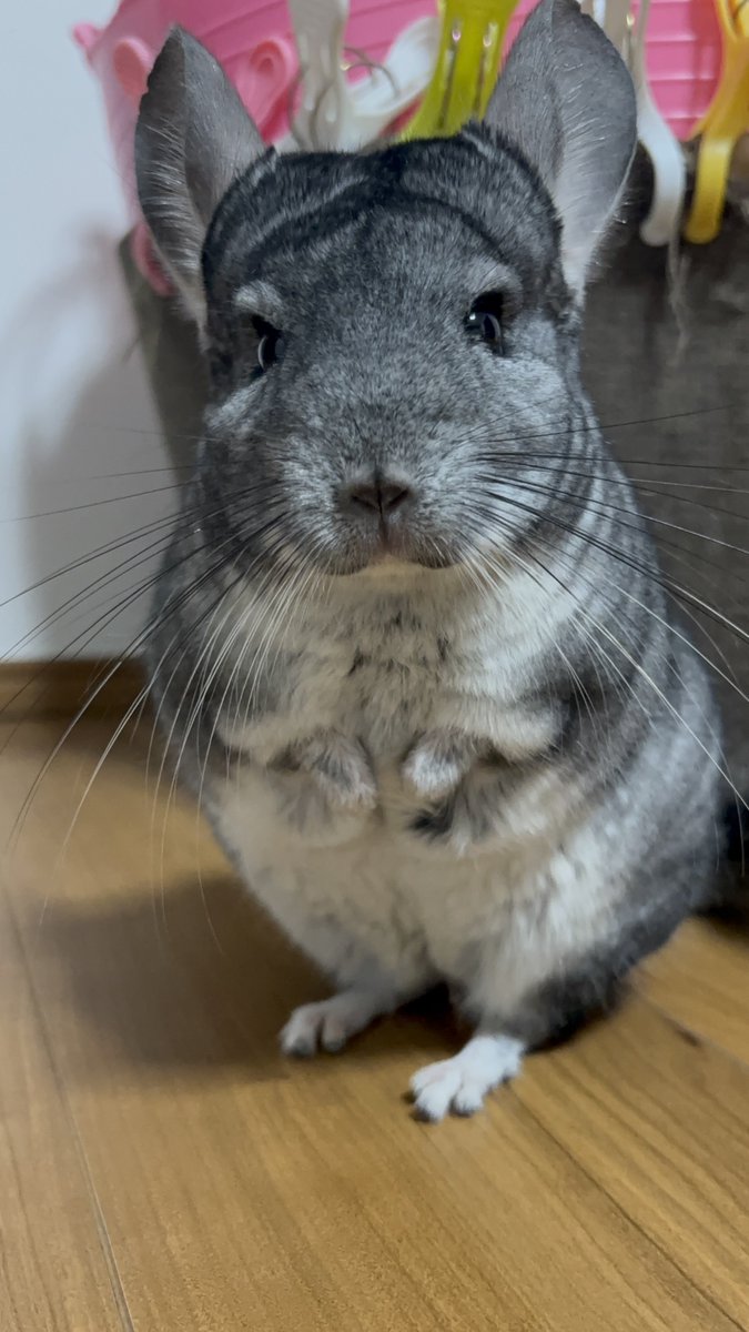 おはぎとパパ tweet media