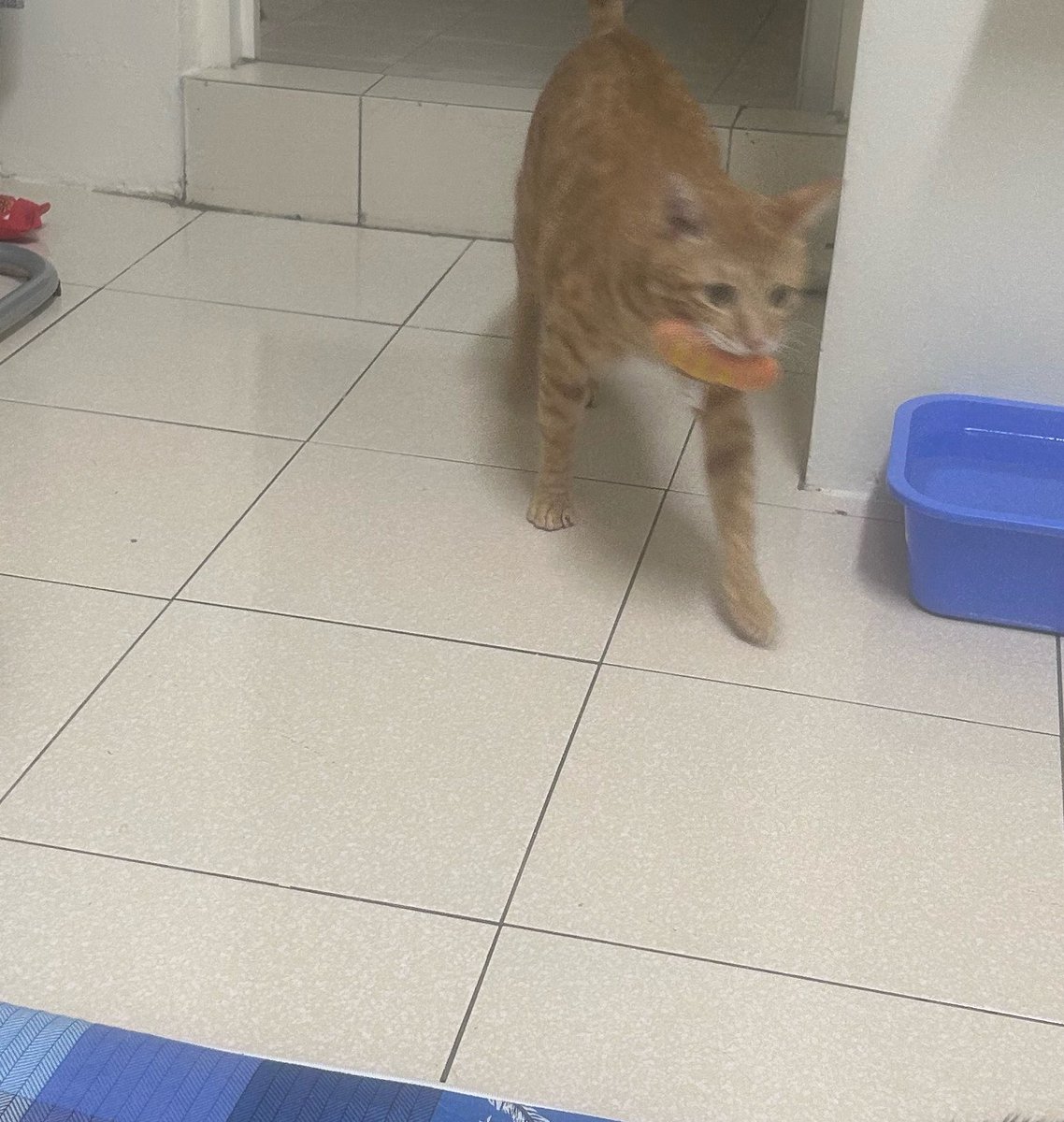台湾の茶トラ猫🍊ゆず tweet media