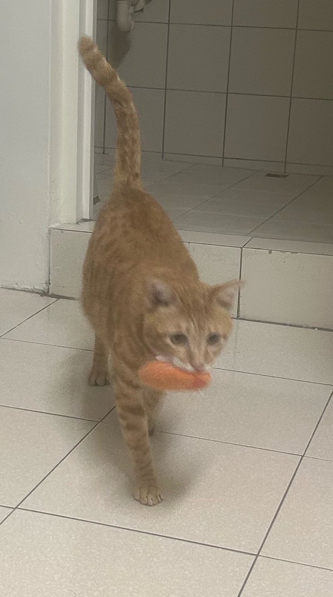 台湾の茶トラ猫🍊ゆず tweet media
