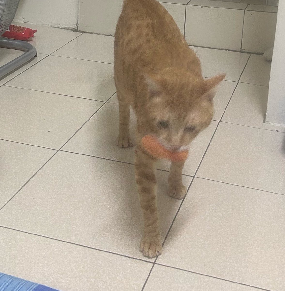台湾の茶トラ猫🍊ゆず tweet media