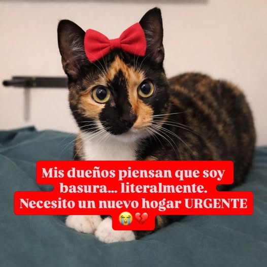 BUSCAMOS HOGAR SEGURO Y PARA SIEMPRE.
📷 Caracas
📷 0414-2452058
Si no puedes adoptarla, por favor difunde.
Pero no la ignores.
Porque ya demasiada gente lo hizo 📷📷