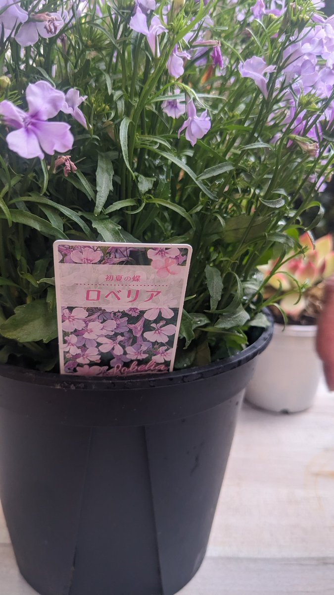 𝕄𝕒𝕣𝕚𝕔𝕠〽🧶📻 tweet media