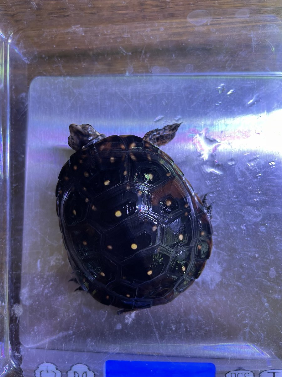 ayusorz's tweet photo. #キボシイシガメ
#SpottedTurtle https://t.co/ns6zSDzVJT