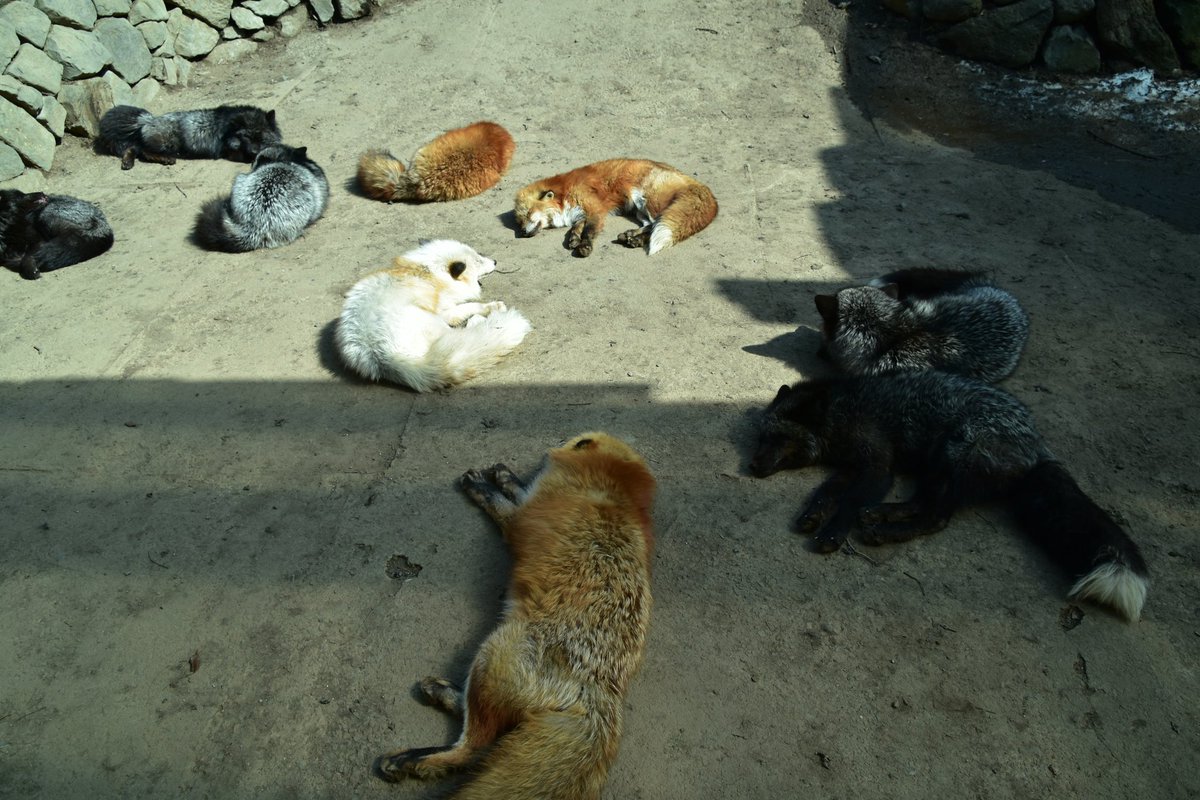 キツネニウムが不足している…