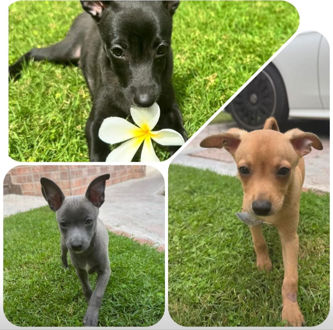 Foster needed (or adoption)

3 x 11 week old Italian Greyhounds.

This Friday for 10 days.

As a pair or a tri. Or singles if another dog in the home.

Vaccines only started so can't go in to boarding.

For adoption they must be a second dog.